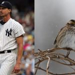 Have you ever seen a bird getting killed in an MLB game?