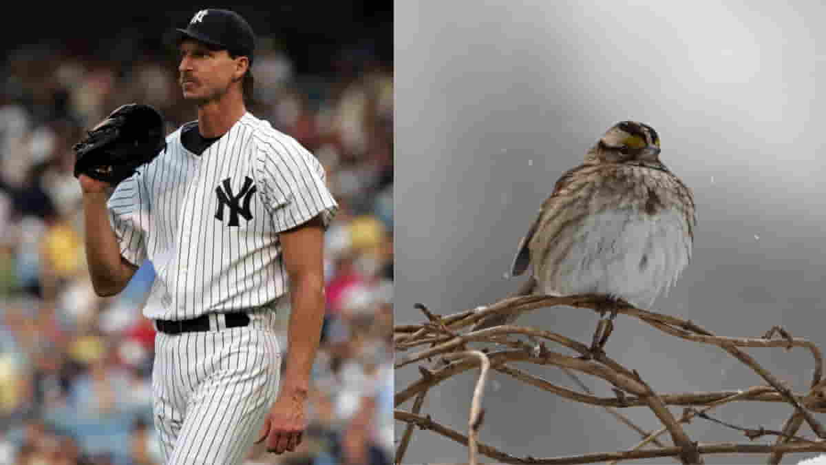 Have you ever seen a bird getting killed in an MLB game?