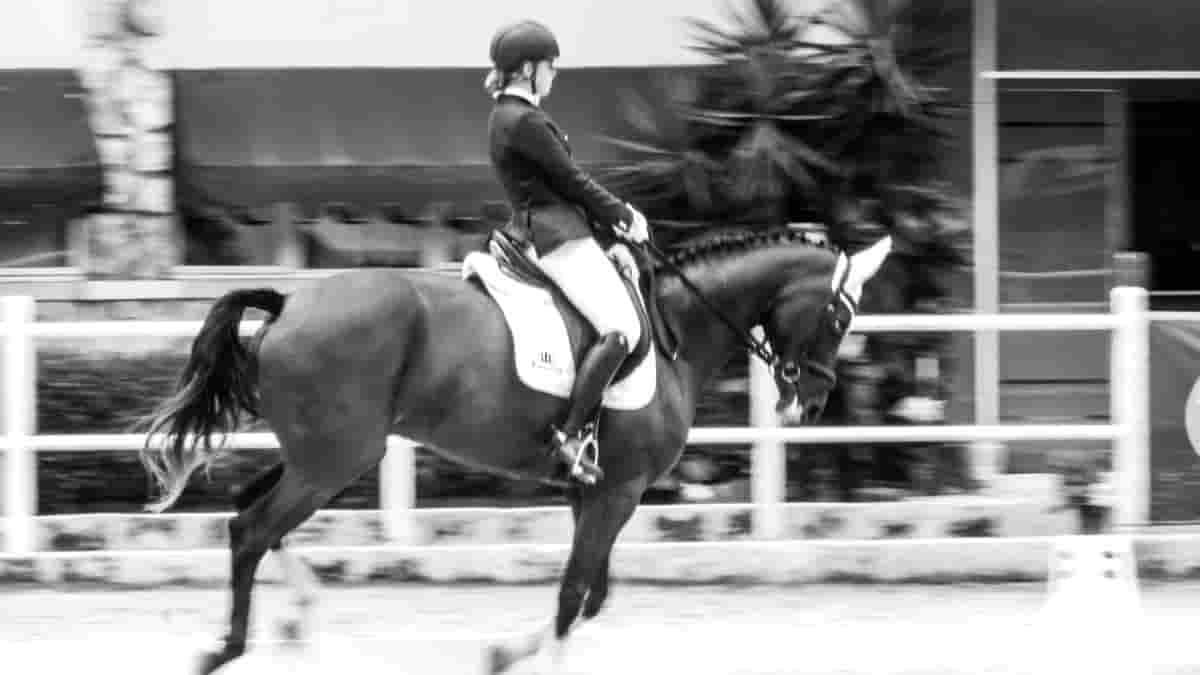 Why do only riders win Olympic medals, not horses?