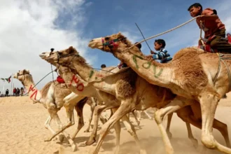India To Compete In First Ever Camel Racing Event At Asian Youth Games