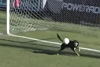 Four Legs, No Gloves: The Stray Dog That Became a Goalkeeping Legend