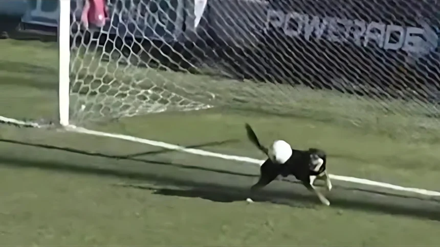Four Legs, No Gloves: The Stray Dog That Became a Goalkeeping Legend