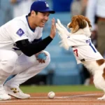 MLB Star Shohei Ohtani Turns Author With A Book On His Dog Decoy