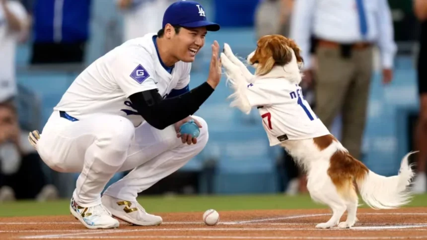 MLB Star Shohei Ohtani Turns Author With A Book On His Dog Decoy