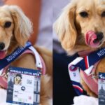 Who is Bella, The Dachshund Puppy With Her Own Credentials At DC Open