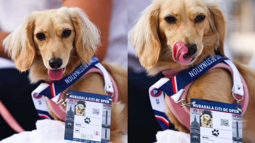 Who is Bella, The Dachshund Puppy With Her Own Credentials At DC Open