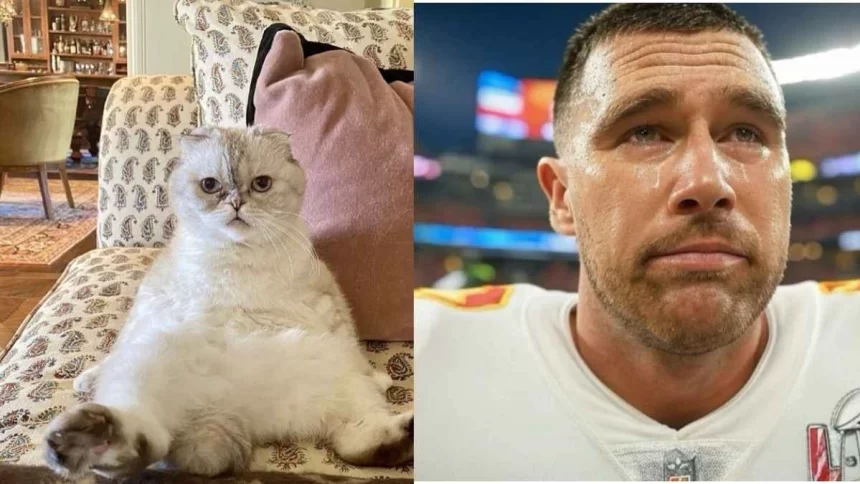 Is Taylor Swift’s Cat, Olivia Benson Worth More Than Travis Kelce ?