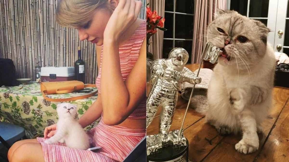 Is Taylor Swift’s Cat, Olivia Benson Worth More Than Travis Kelce ?