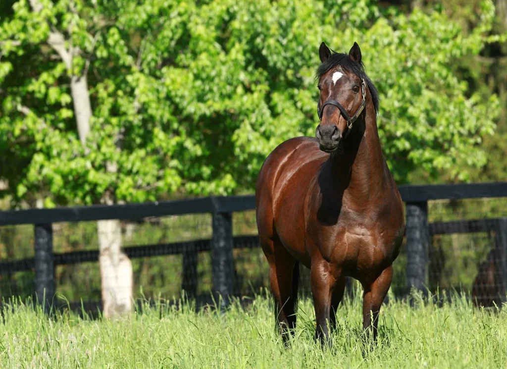 Fusaichi Pegasus - Most Expensive Horses Ever Sold