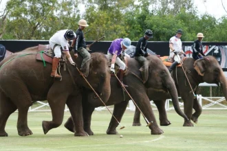 Top 10 Weirdest Sports In India