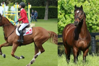 Worlds Most Expensive Horses