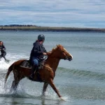 Horse Surfing